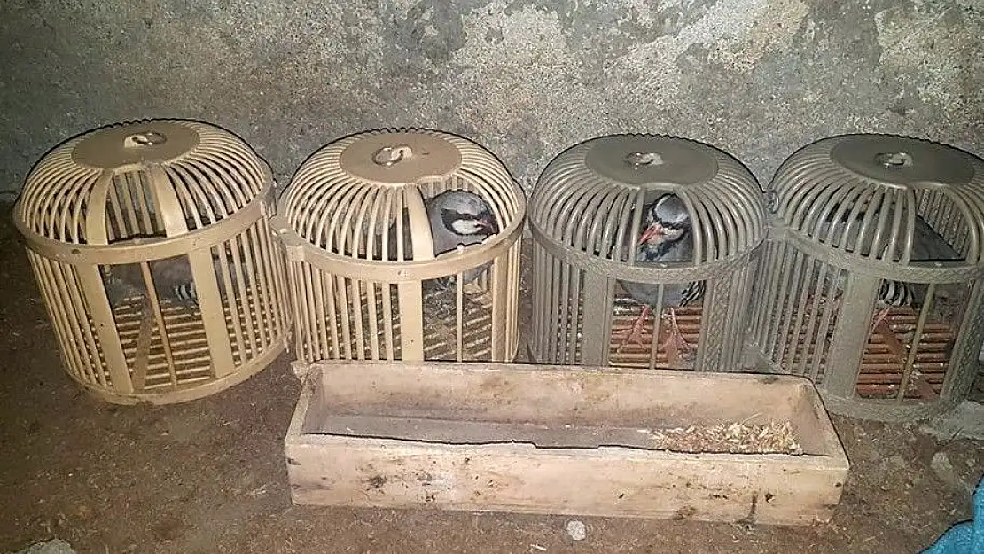 'Kınalı keklikler kaçak avcılardan elinden kurtarıldı'