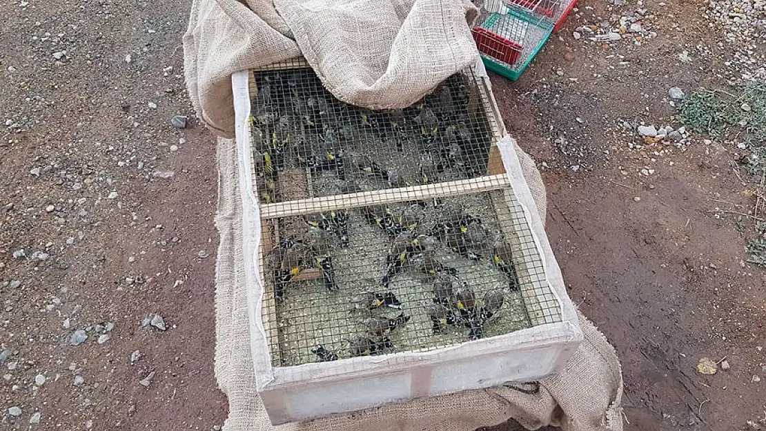 'Suriyeli şahsın evinden 215 saka kuşu çıktı'
