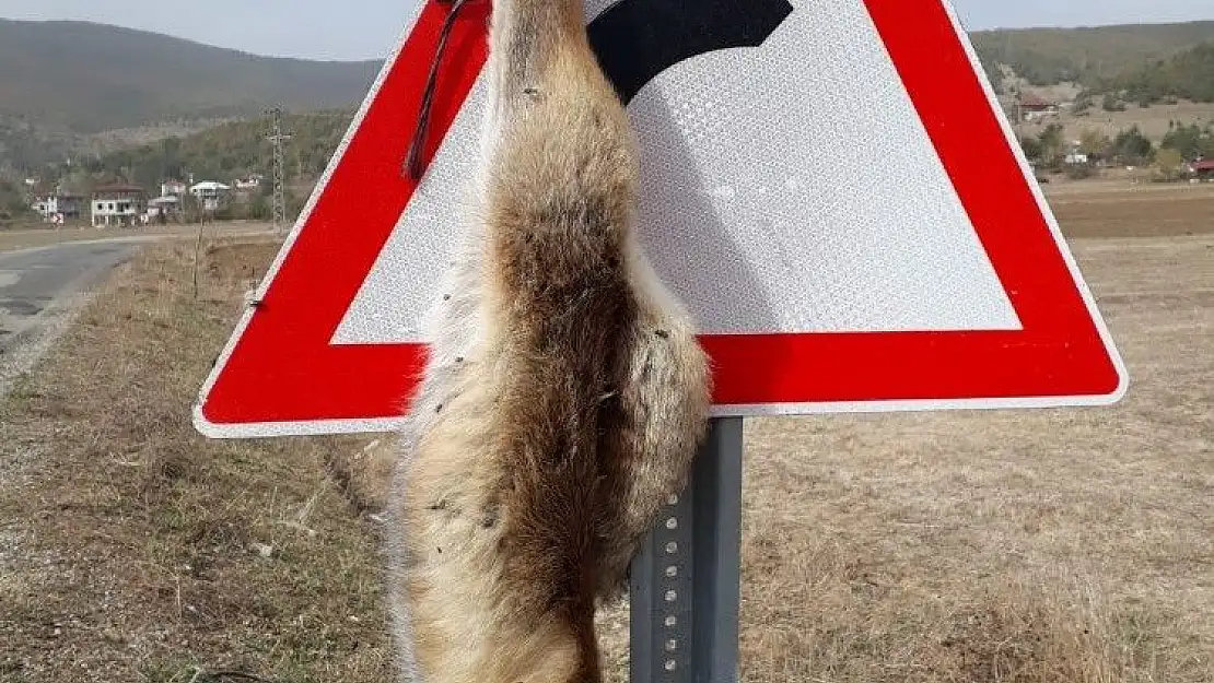 'Tilkiyi trafik levhasına astılar'