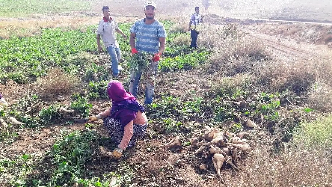 'Yazıhan Ovasında pancar hasadı başladı'