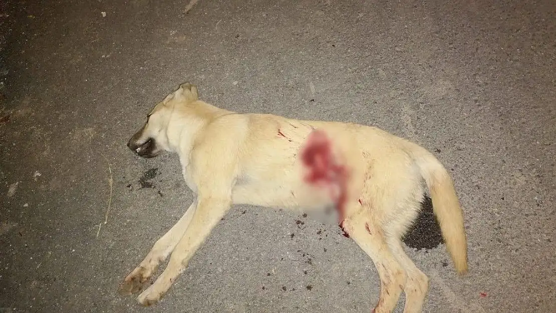 'Kümesindeki tavukları yiyen köpeği tüfekle öldürdü'