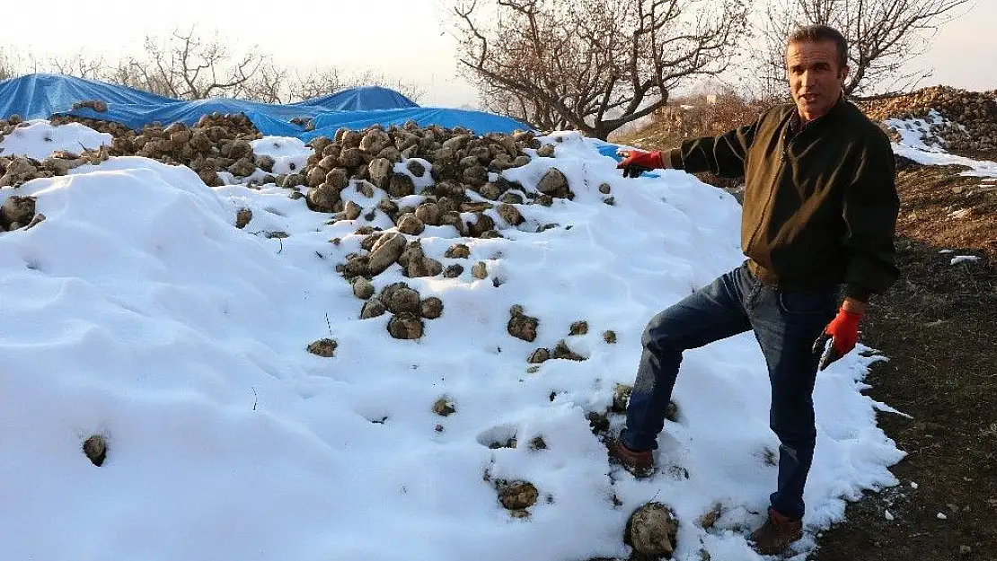 'Kar altında kalan şeker pancarı çürümeye terk edildi'