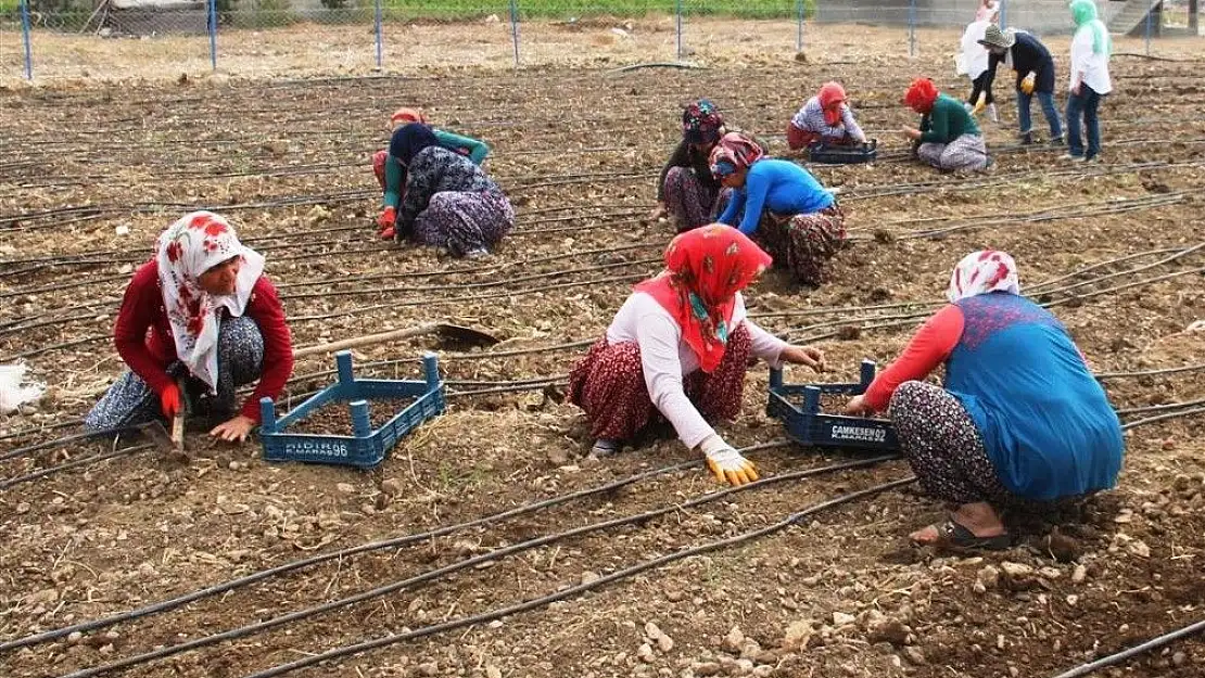 'Kadın çiftçiler salep üretecek'