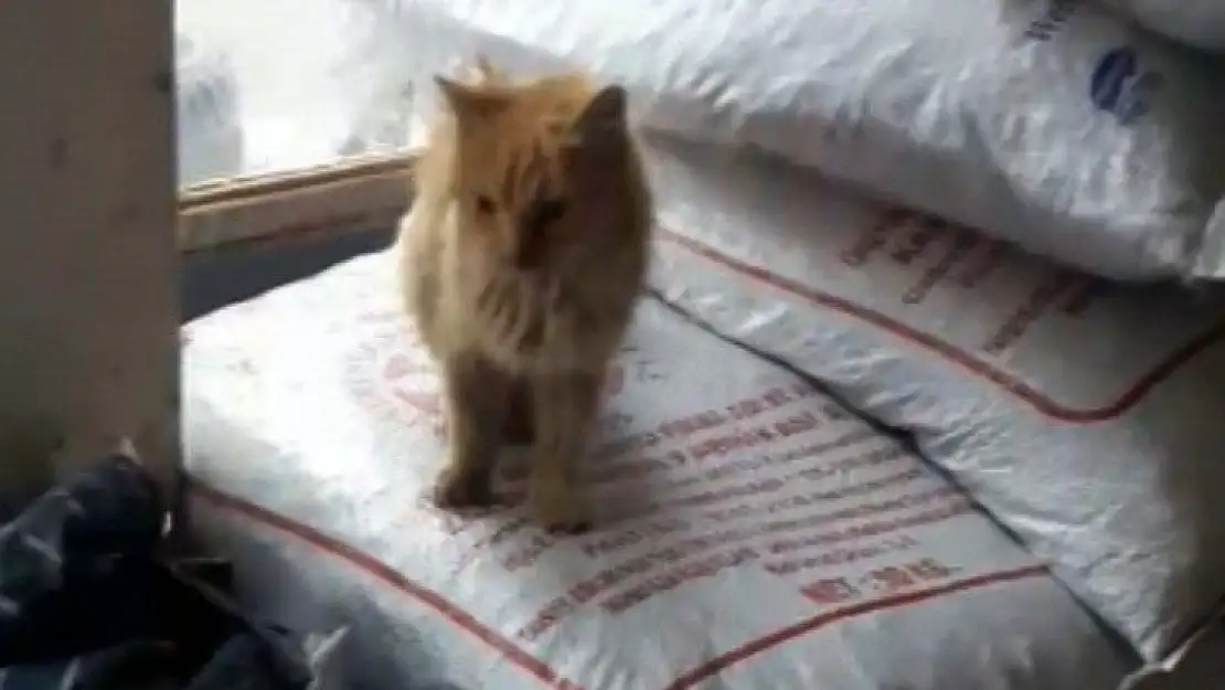 'Vitrinle çuvallar arasında sıkışan kedi günler sonra fark edildi'