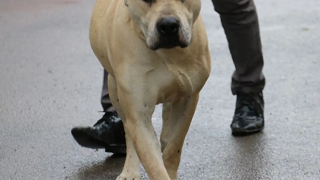 'Başına 10 bin TL ödül konulan köpek bulundu'