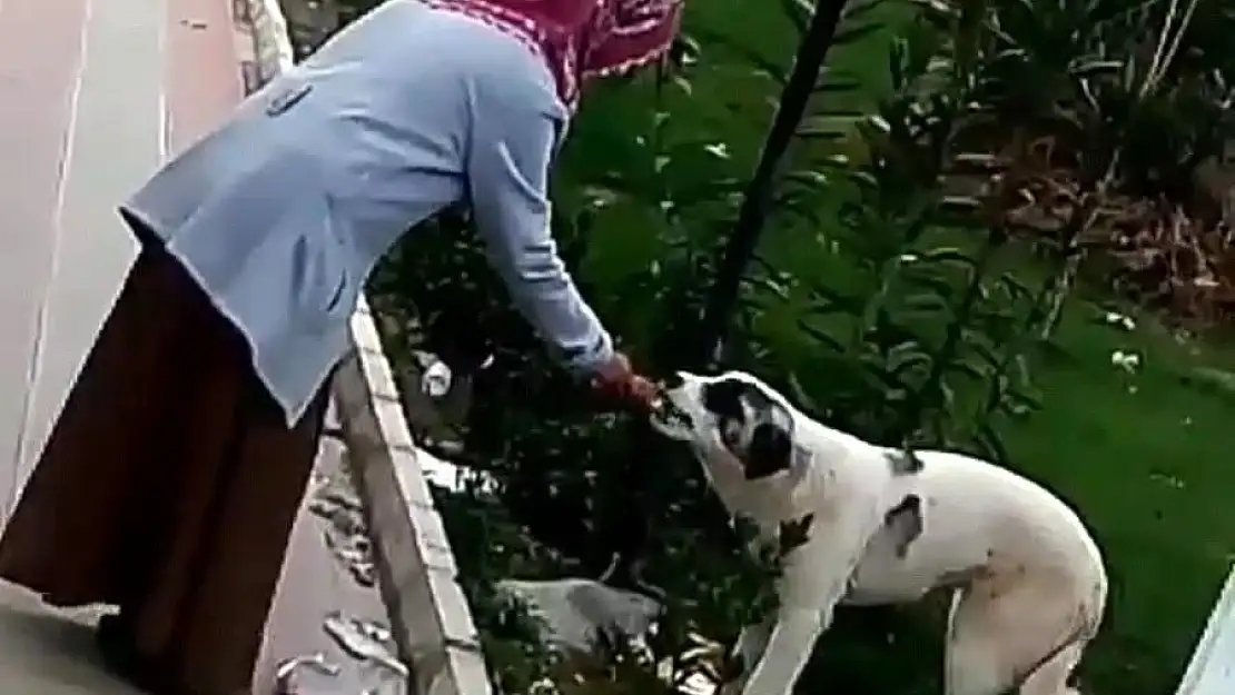 'Simidini sokak köpeğiyle paylaştı'