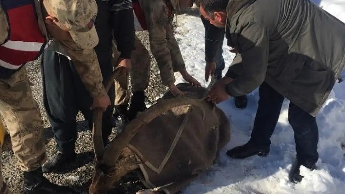 'Jandarma yaralı dağ keçisini battaniyeye sardı'