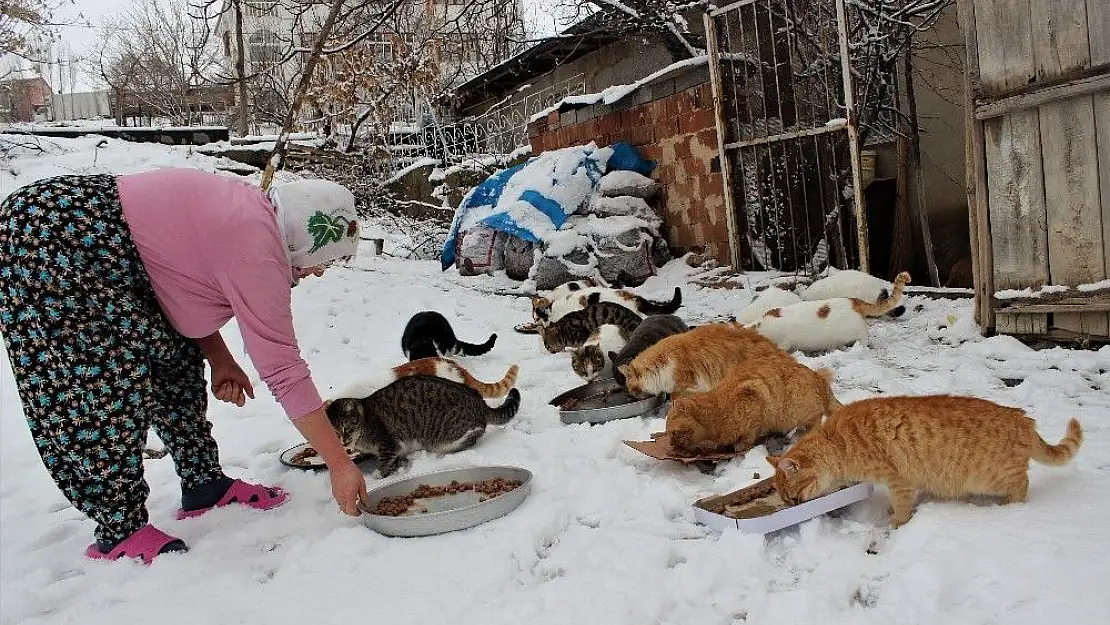 'Nuriye Teyze kış nedeniyle 58 kediye evinde bakıyor'