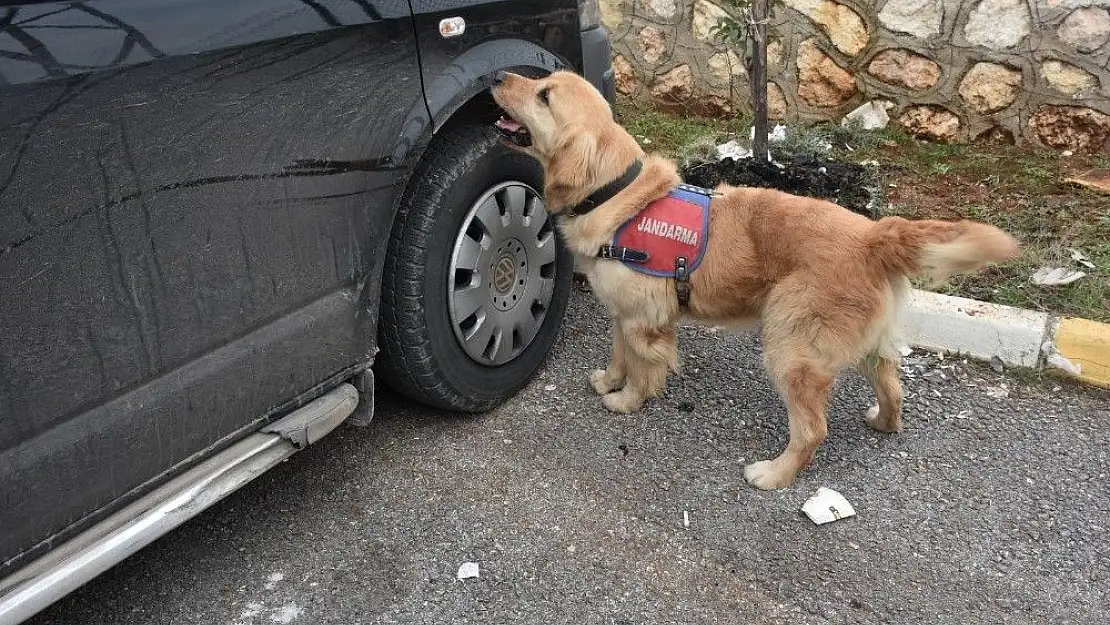 'Dedektör köpek `Badem´ didik didik arıyor'