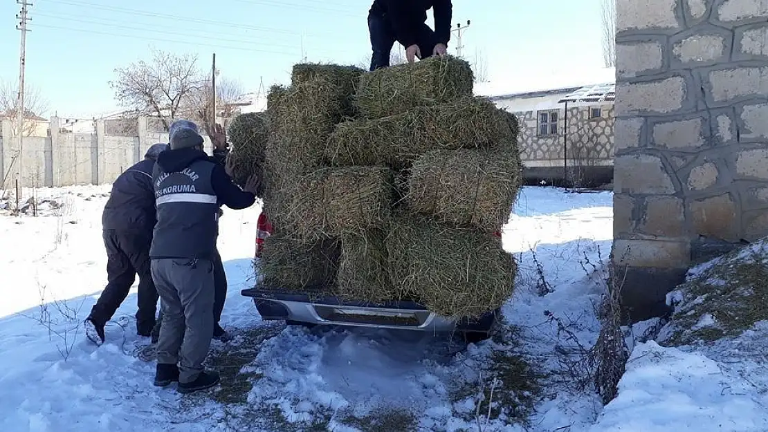 'Elazığ´da yaban keçileri için yem bırakıldı'