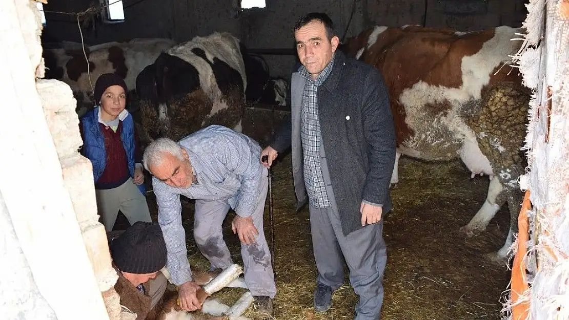 'Ayakları ters doğan buzağı için ilginç çözüm'