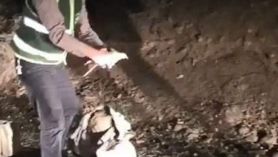 'Elazığ´da kaçak avlanan keklikler doğaya salındı'