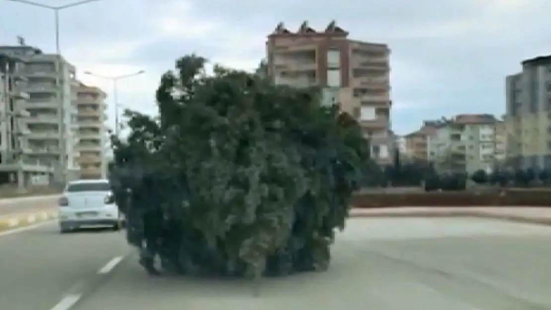 'Adıyaman´da yürüyen çam ağacı'