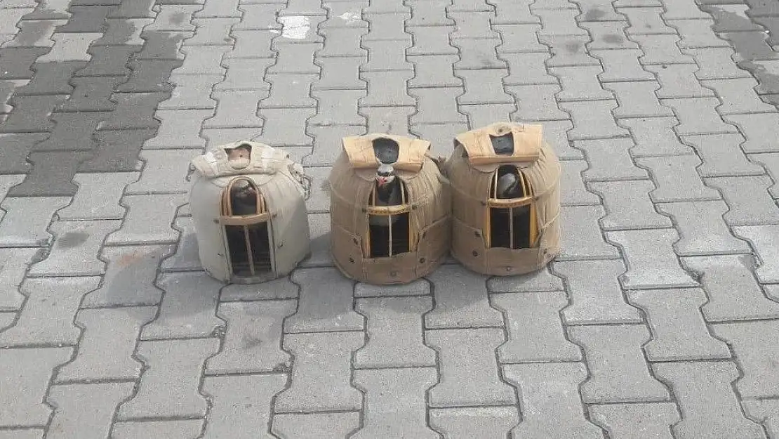 'Jandarmanın durdurduğu araçta keklikler ele geçirildi'