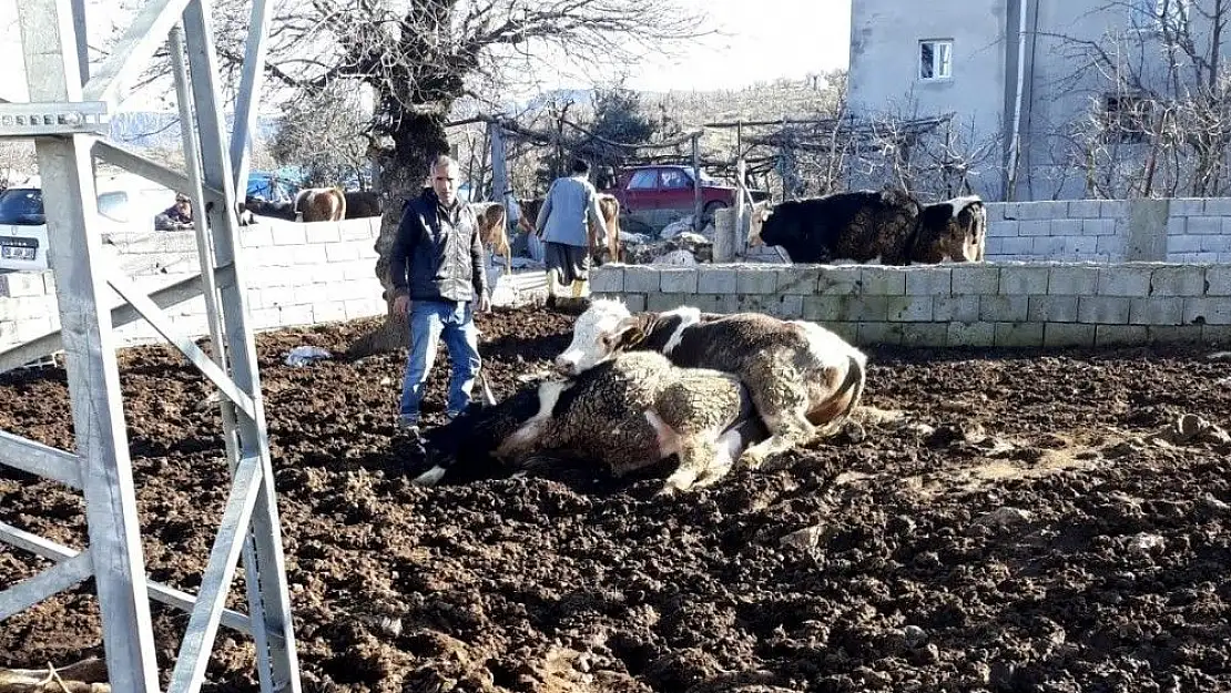 'İnekleri elektrik çarptı'