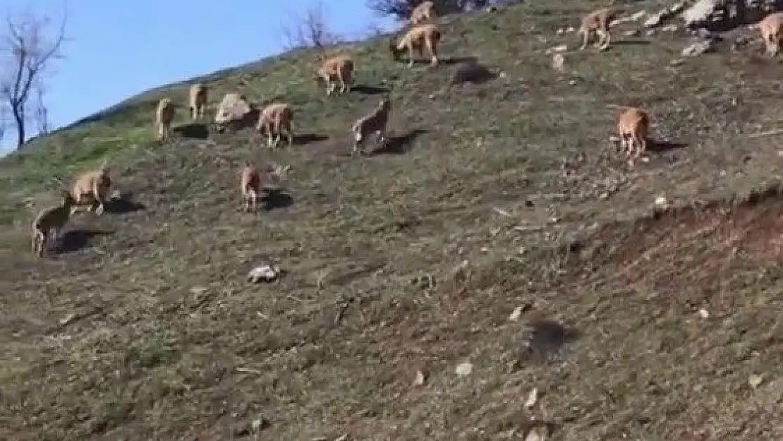 'Karlı dağlarda aç kalan keçiler köye indi'