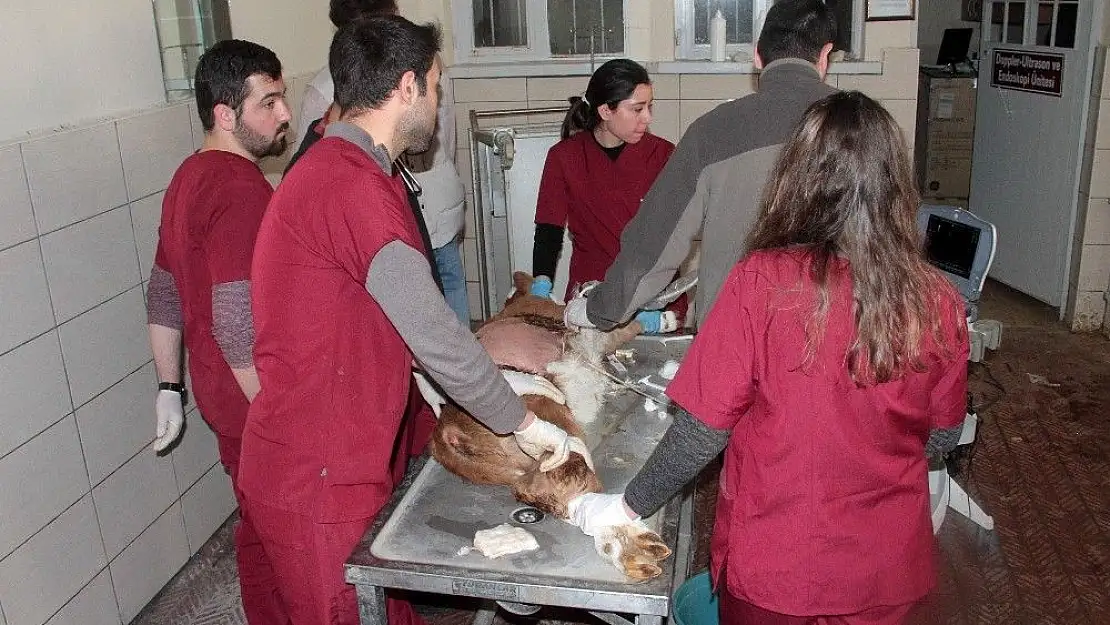 'Her ay bin hayvan 55 kişilik ekibin sayesinde şifa buluyor'
