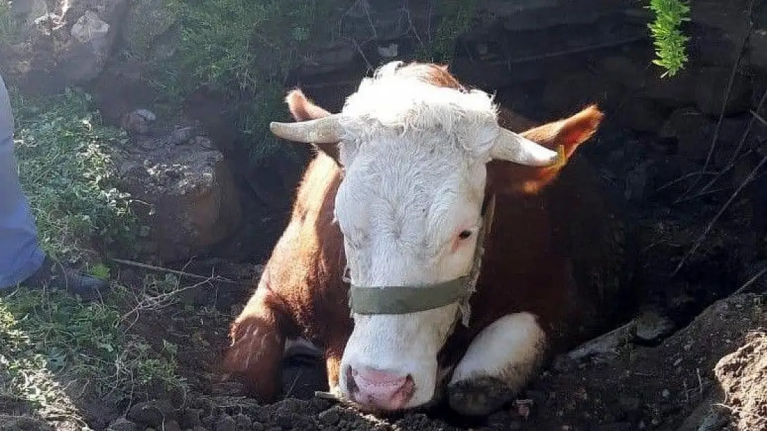 'Fosseptik çukuruna düşen inek kurtarıldı'