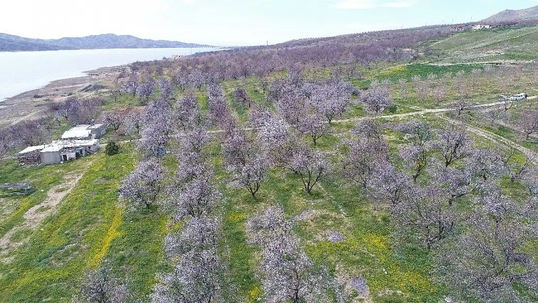 'Kayısı ağaçları ''gelinliğini'' giydi'