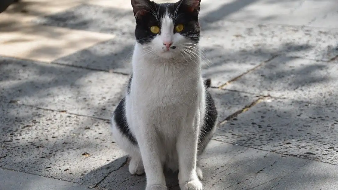 'Patisiyle kapıyı açan kedi fenomen oldu'