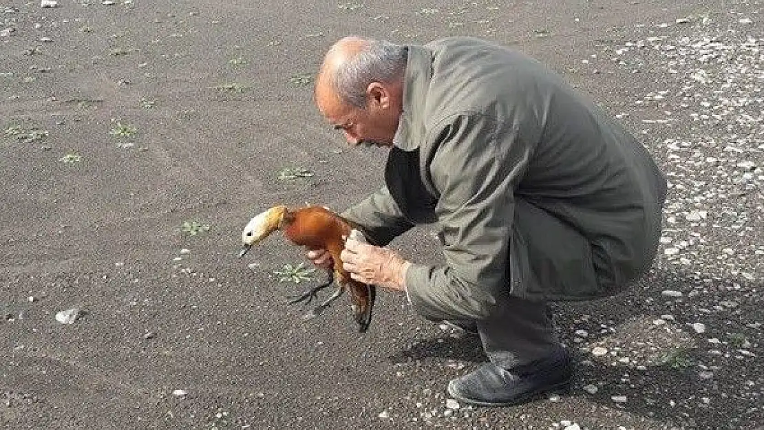 'Tedavisi yapılan ''Angıt'' kuşu doğaya bırakıldı'