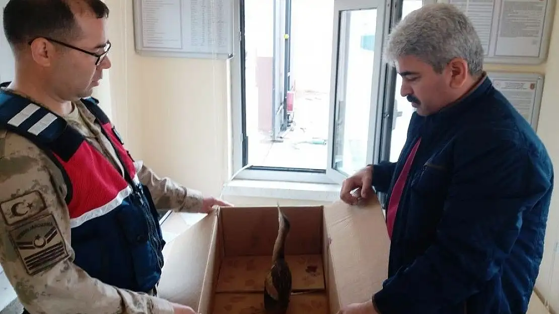 'Hint balıkçıl kuşuna jandarma şefkati'