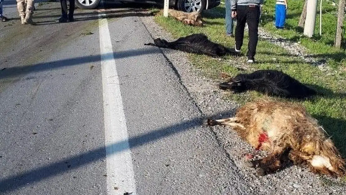 'Lüks cip koyun sürüsüne daldı, 18 hayvan telef oldu'