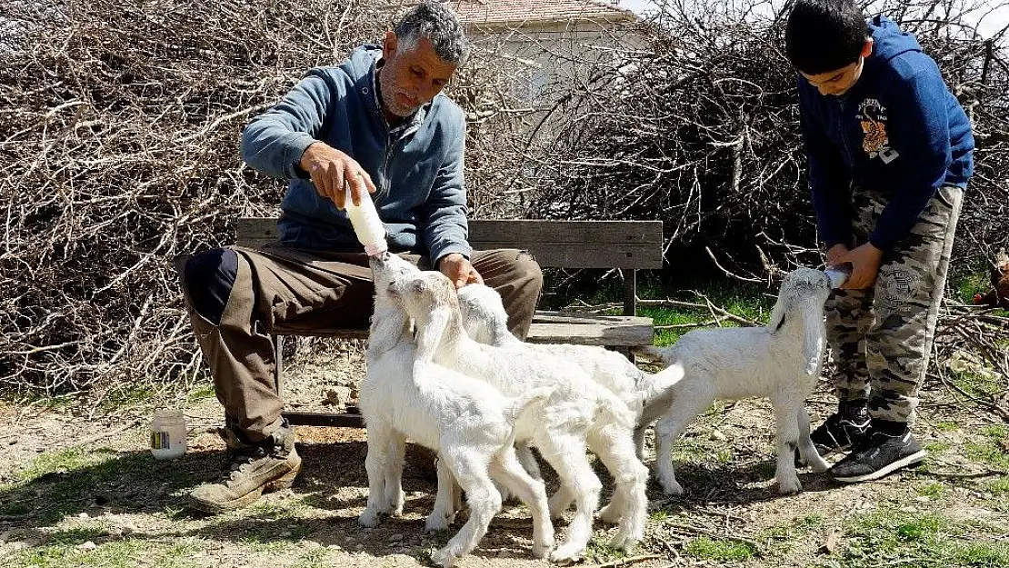 'Oğlaklarına bebekler gibi bakıyor'