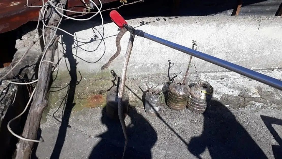 'Evin çatısındaki yılan paniğe neden oldu'