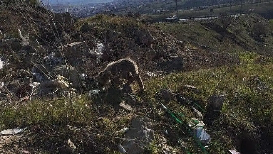 'Kafası kavanoza sıkışan yavru köpeği Mehmetçik kurtardı'