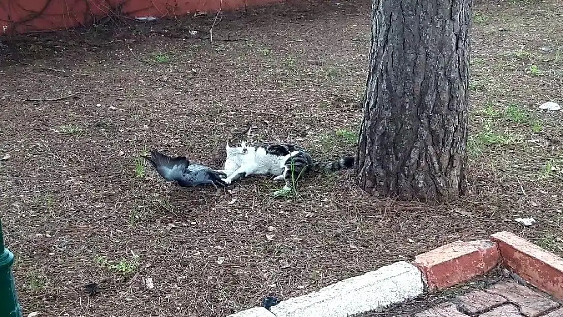'Kedinin avıyla oyunu'