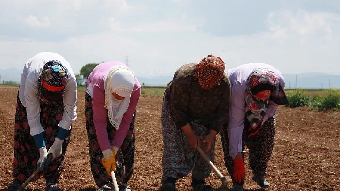 'Elbistan´da tarım işçilerinin yevmiyesi 58 TL oldu'
