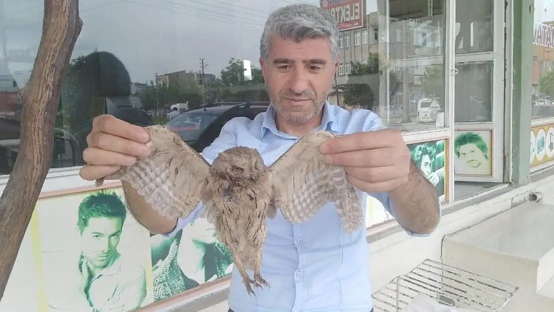 'Bulduğu halsiz baykuşu besleyip doğaya bıraktı'