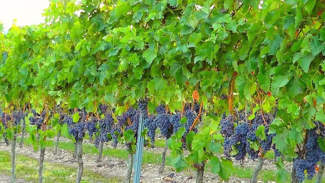 'Elazığ ''Boğzakere'' üzümü tescillendi'
