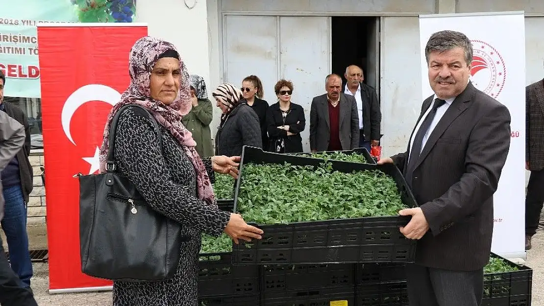'Domates unu için çiftçilere fide dağıtıldı'