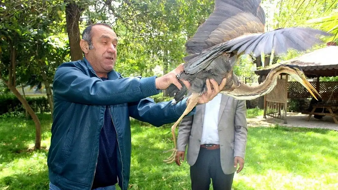 'Tedavisi yapılan gri balıkçıl doğaya salındı'