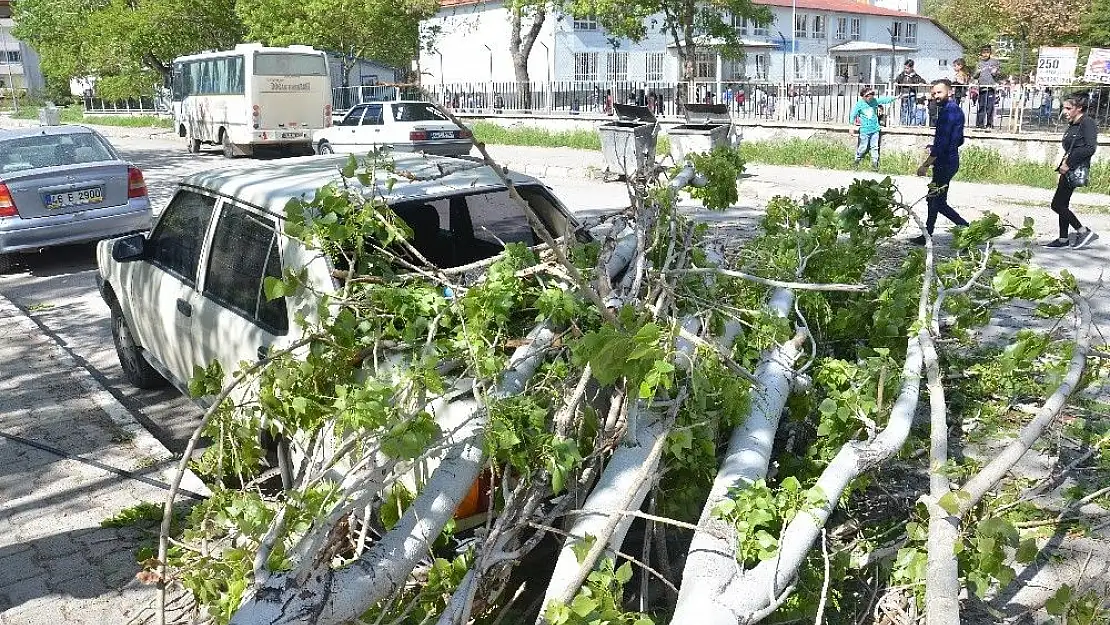 'Çürük kavak ağacı otomobilin üzerine devrildi'