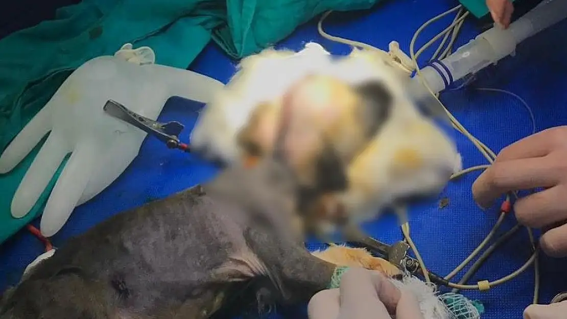 'Beynine şant takılan köpek hayati tehlikeli atlattı'