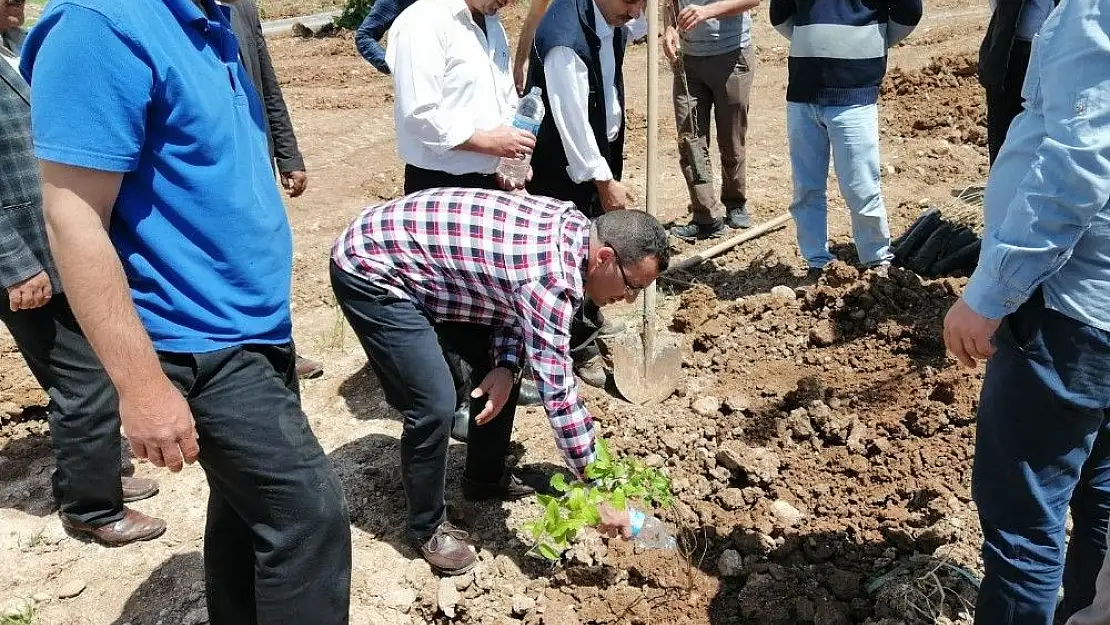 'Kahta´da 800 Ağaç Toprakla Buluşturuldu'