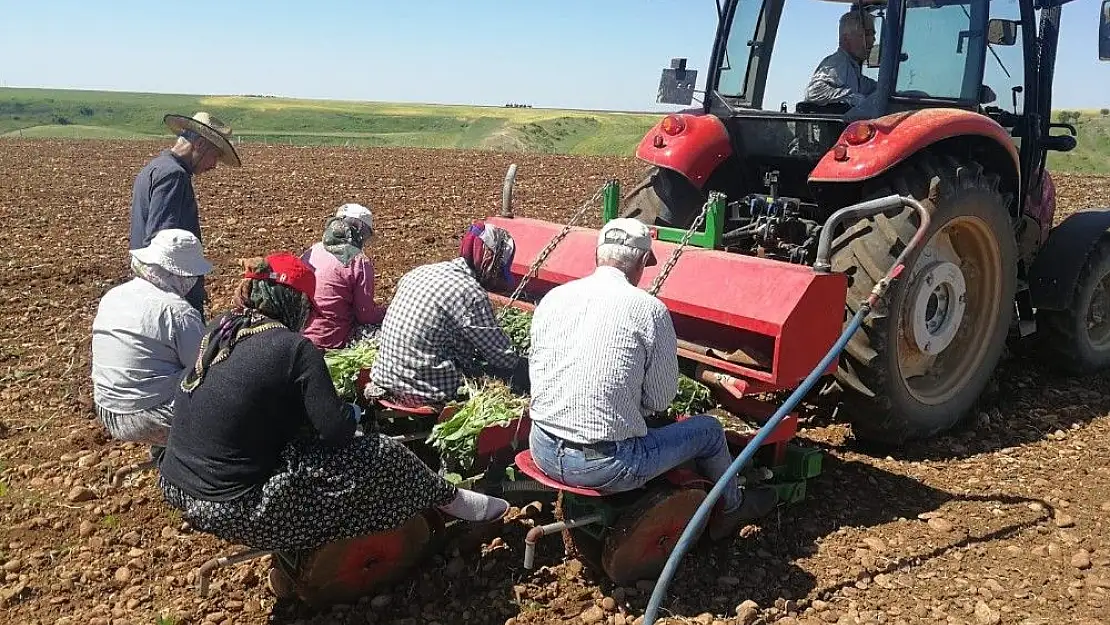 'Adıyaman´da Ege tütünü dikilmeye başlandı'