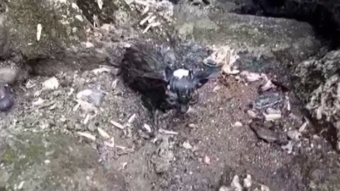 'Alevlerin arasında kalan yavru kedileri ve annelerini itfaiye kurtardı'