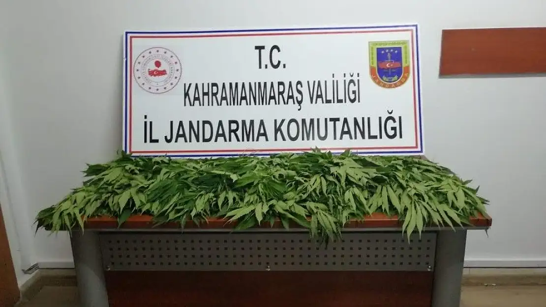'Kahramanmaraş´ta kenevir operasyonu'
