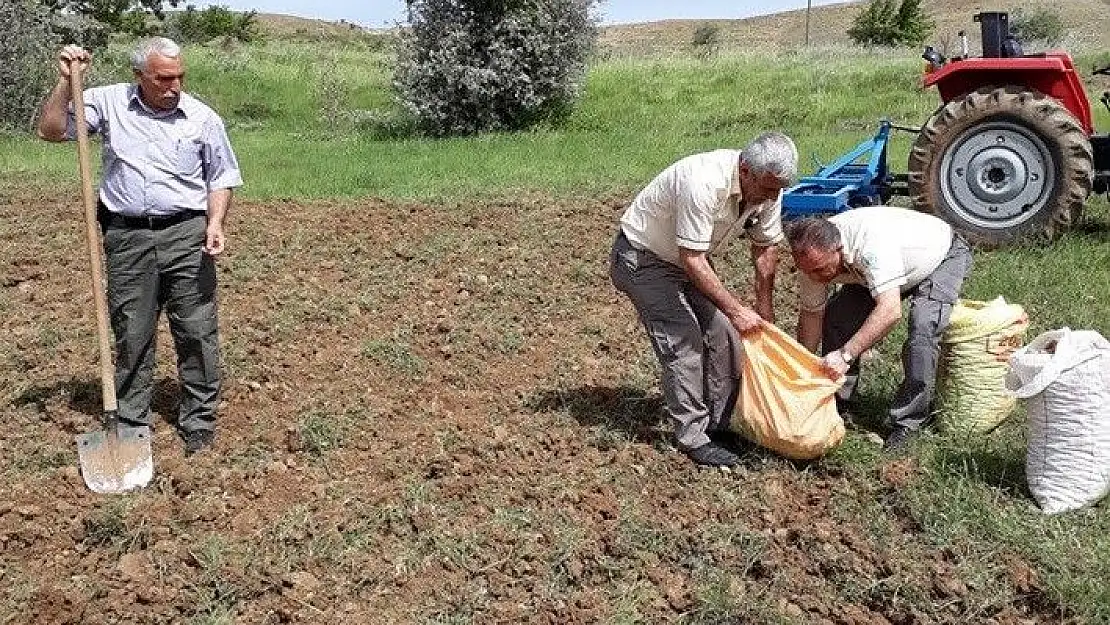'240 bin TL ceza kesilen, salep soğanları tekrar toprakla buluştu'