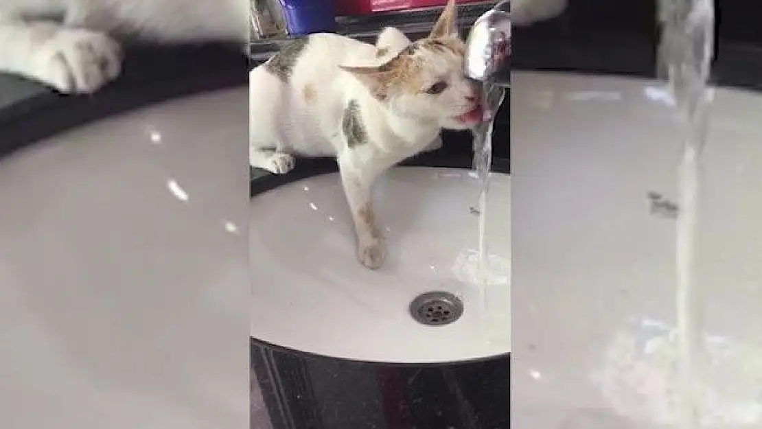 'Minik kedi susuzluğunu musluktan giderdi'