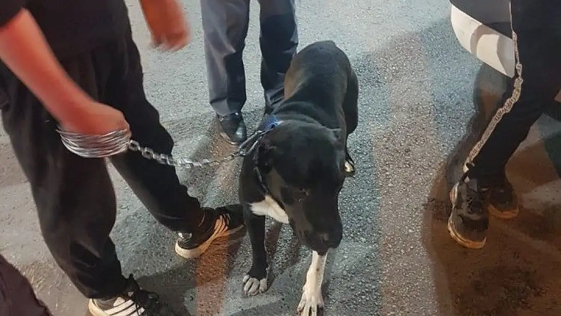'Pitbull besleyen 3 şahsa para cezası'