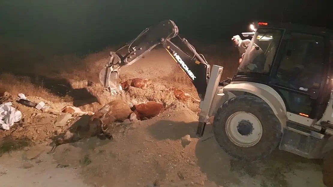 'Tilkinin ısırdığı ineğin kuduz testi pozitif çıktı'
