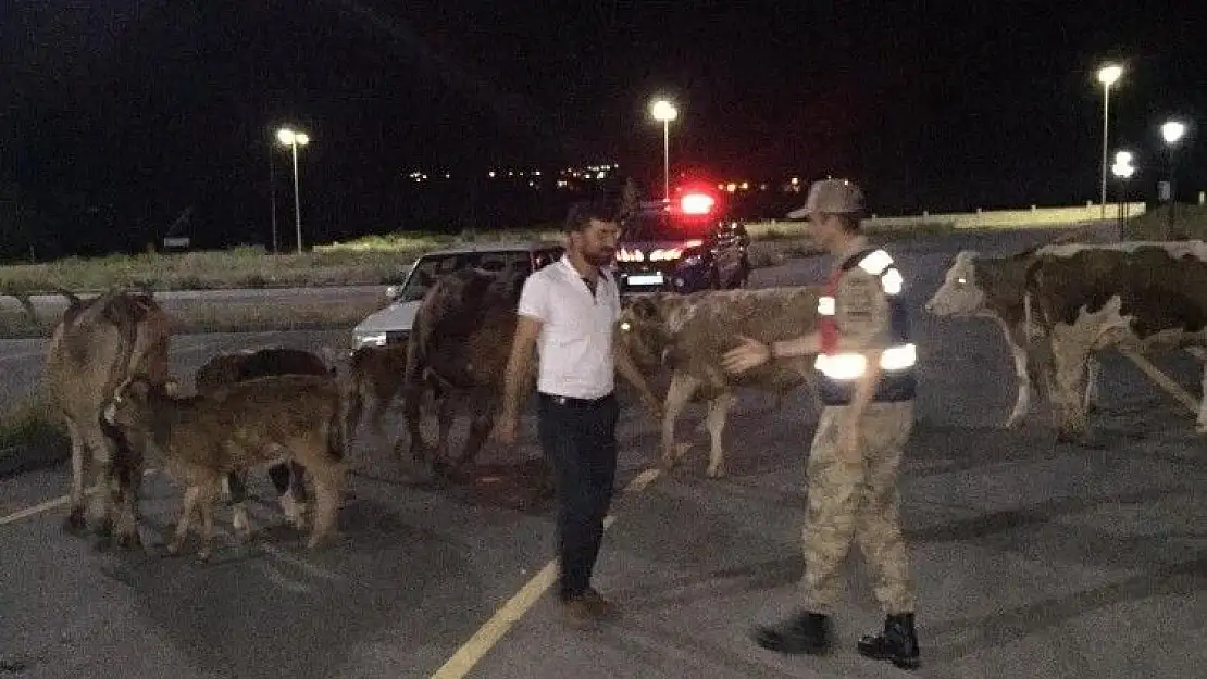 'Kaybolan büyükbaş hayvanları jandarma buldu'