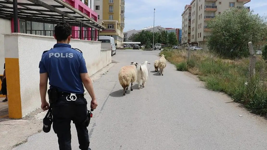 'Polis sahipsiz koyunların başında nöbet tuttu'