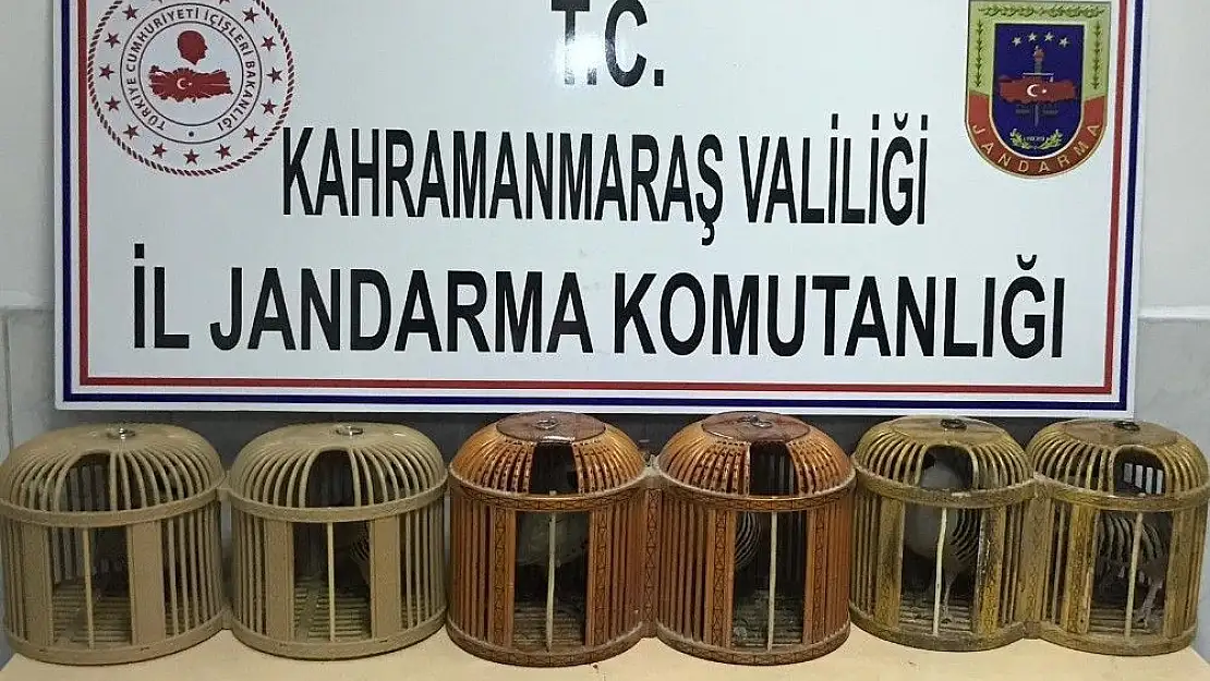 'Kaçak keklik avlayanlara 3 bin 600 TL ceza'