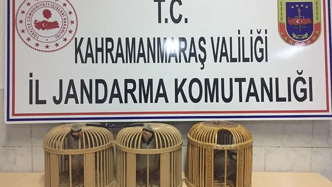 'Jandarma kaçak keklik avına geçit vermedi'
